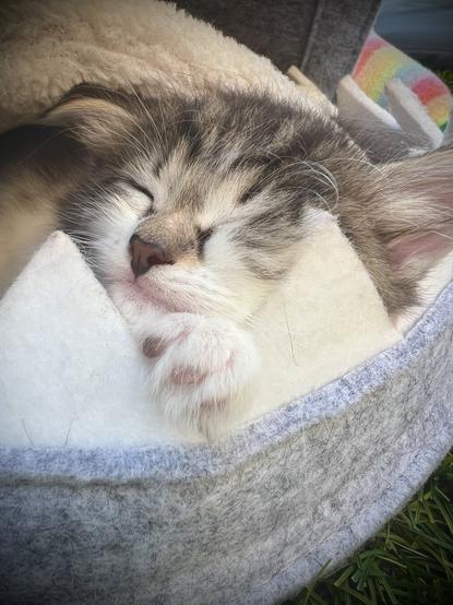 Close up view of a kitten snuggled in a basket; wee face with eyes closed and one big paw gripping the basket’s edge are pretty much all that’s visible. Basket is grey and white and so is the fluffy kitten! There is a small triangle of grass in the foreground and some rainbow blankets in the background. What you can’t see is the purring!