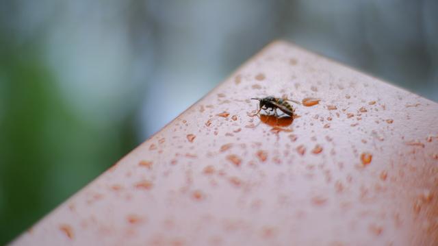 A wasp among rain drops on a piece of wood