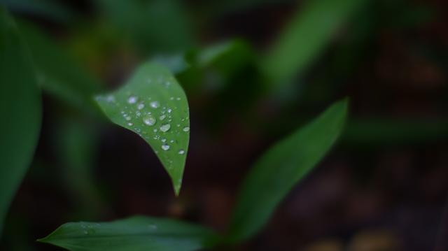 Raindrops on a leaf of a lily of the valley