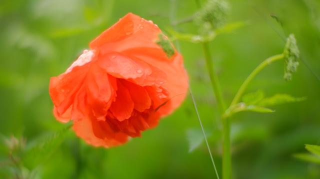 Raindrops on a red poppy flower with green background