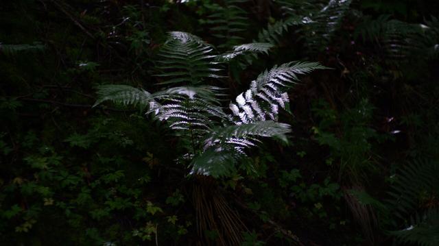 Wet leaves of a fern shining bright in a patch of sunlight, with dark background