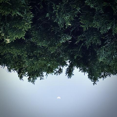 Thick greenery hangs down from above, filling most of the frame, as a crescent moon dots a blue sky toward the bottom.
