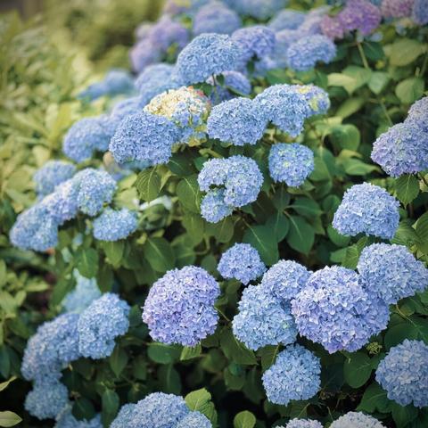 Bright blue and purple hydrangeas grow in the shade on a sunny day.