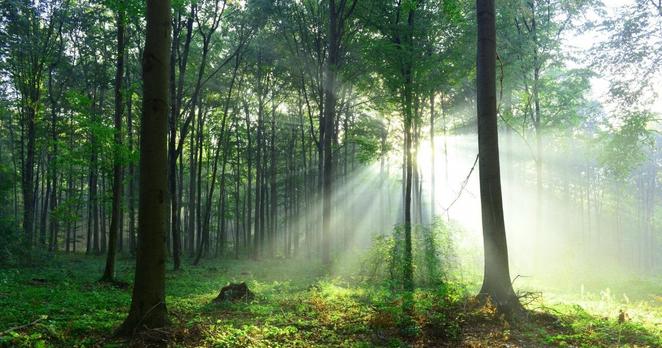Ein Wald im Gegenlicht. Das Licht der Sonne wird durch die Baumstämme geteilt und wirft ein schönes Strahlenmuster.