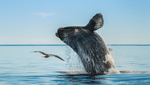 First-Ever Intersex Southern Right Whale Discovered Among 36-Year-Old Crossbow Skin Samples
