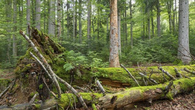 In einem Mischwald liegen mit Moos bewachsene Stämme toter Bäume auf dem Boden.