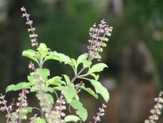 Tulsi leaf juice helps treat goat mastitis