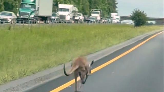In this image taken from video, a runaway kangaroo moves down a stretch of interstate in Tuskegee, Ala., Tuesday, April 29, 2025. (Austin Andrew Price via AP)