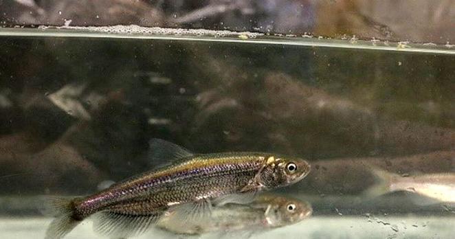 Longfin smelt at the UC Davis Fangue Lab. Photo courtesy of Brianna Yetter/UC Davis.