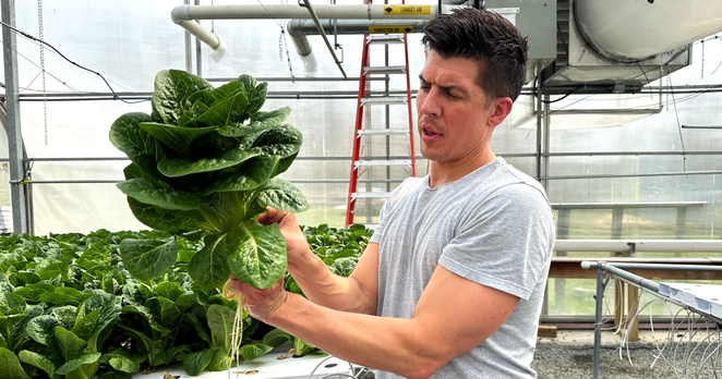 A man holds up a large head of lettuce.