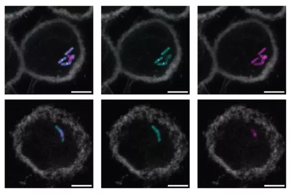Molecular label simplifies and speeds up tuberculosis testing