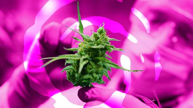 Epsilon Healthcare secures renewal of medicinal cannabis permit