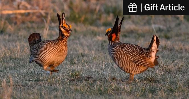 Researchers estimate that lesser prairie chickens have declined from hundreds of thousands or even millions to about 30,000 today. Habitat loss is the main culprit.