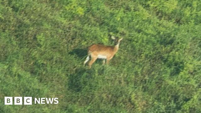 Photo of the Upemba Lechwe
