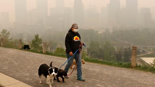 Une femme porte un masque pour se protéger du smog pendant qu'elle promène ses chiens à l'extérieur.