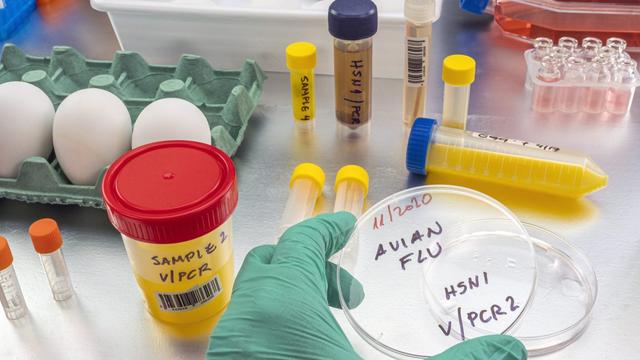 Testing for bird flu, conceptual image