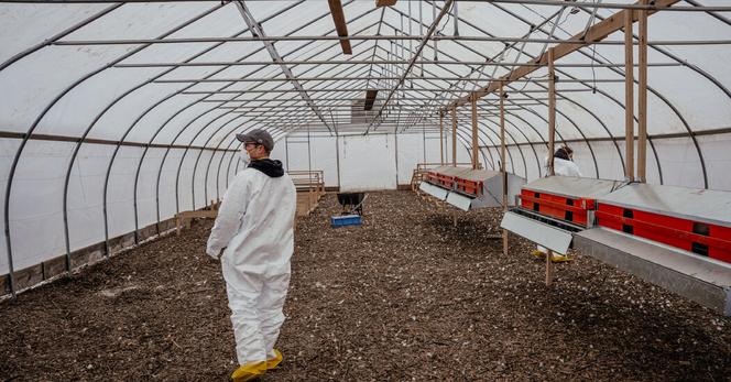 Marty Thomas walking through his empty henhouse after a bird flu outbreak in January led to the deaths of his entire flock of 3,000 hens, in Matteson, Ill., earlier this year.