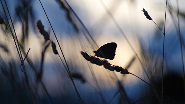 Falter auf Feld. Foto: sonialoewert / pixabay.com