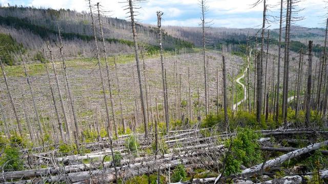A hillside in the Harz mountains in Germany with a large numbers of trees that have died due to extreme weather and bark beetles. | Rob Cousins/Alamy