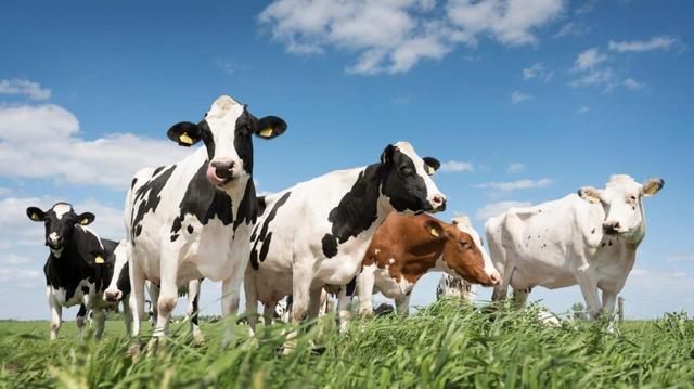 A California dairy farm tried to capture its methane. It worked. The study shows dairy digesters to capture and re-use methane produced by cows can reduce atmospheric methane emissions by roughly 80%. The gas is not just from the burps cows emit after eating, but from the way their manure is stored.