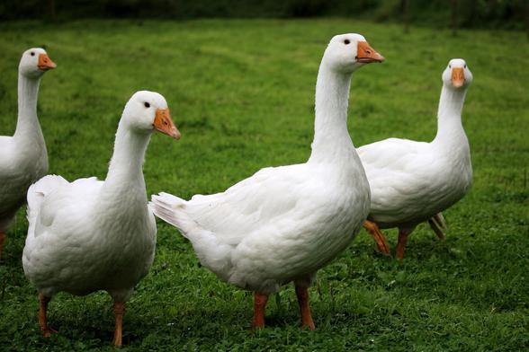 geese, white, poultry