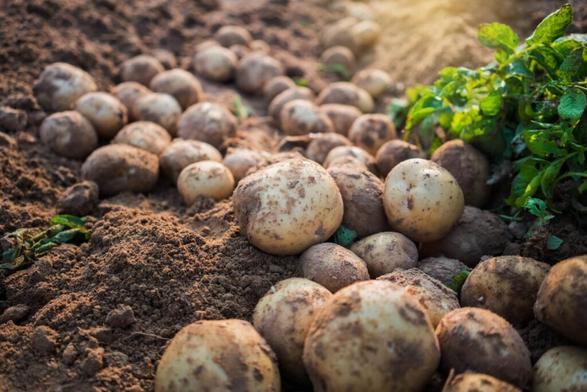 Hutton Scientists Decode Potato Genetics to Accelerate Breeding of Climate-Resilient Crops