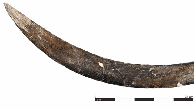 photo of a curved piece of ivory on a while background