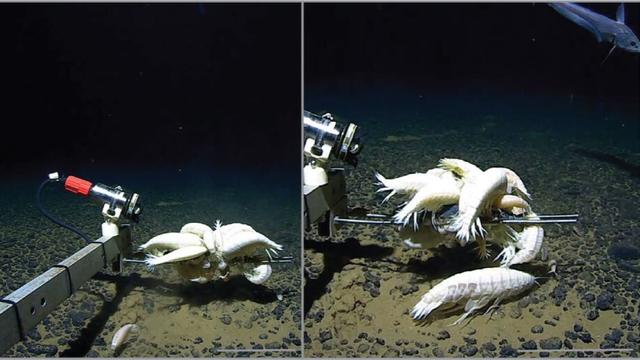 A photograph taken in the deep ocean showing pale white prawn-like crustaceans congregating around bait