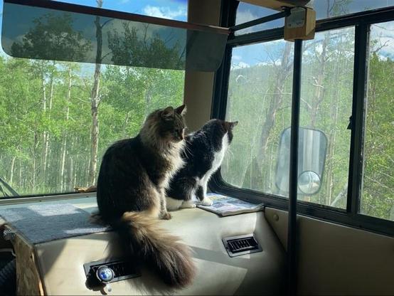Two cats are sitting on the dashboard of a vehicle, looking out a window. The scene includes greenery and trees visible outside.