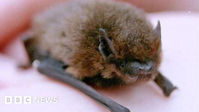 A close up of a pipistrelle bat, which is brown and furry, on a human hand