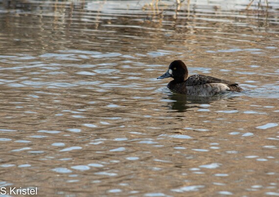 Female Lesser Scaup. Brown with white marking at base of bill