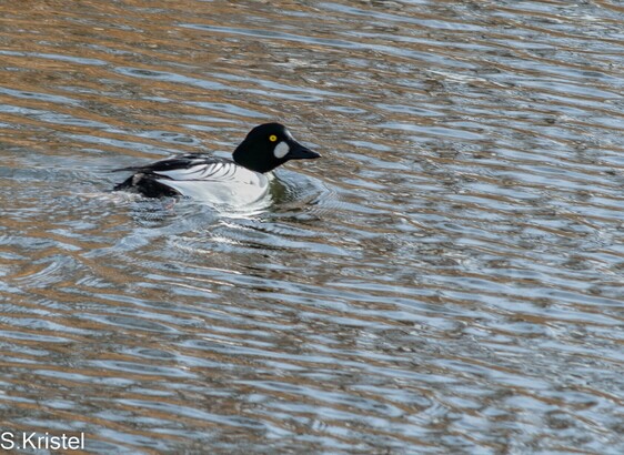 Male Common Goldeneye Duck has a white spot near the base of bill, black head and black and white plumage overall with a distinct yellow eye and black beak.