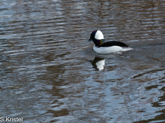 Male Bufflehead Duck has characteristic white bonnet at back of head, otherwise black and iridescent head, plumage is black and white.