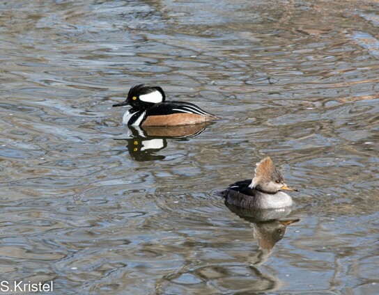 Male Hooded Merganser Duck and less colorful female with beige hood
