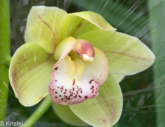 Close-up of a greenish yellow Cymbidium orchid texturized with a palm frond
