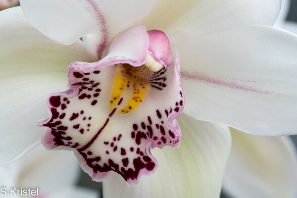 Close up shot of cream colored Cymbidium orchid with its large ruffled lip dotted with magenta markings and edged in pink.