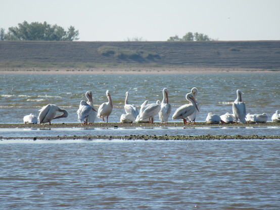 Large white birds accumulating on a sand bank, surrounded by mostly calm water. The dam wall is visible as the horizon background. Sky is slightly hazy. 