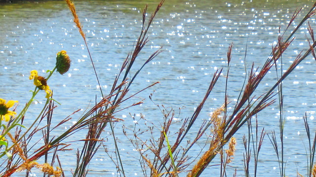 Sunflowers and prairie grass with a shimmering gentle lake in the background.

I'm continually looking for ways to improve SM experiences for multidisciplinary artists and advocates whose message is lost to the vast sea of 'alternative' misinformation.  

Mastodon is unique and provides the least amount of interference from outside parties and individuals. Yet it's not perfect. A work in progress, which is okay! Lots of friendly helpful people here.

Over the last year I've been studying and adapting Mastodon to fit my unique SM needs as a parent and a writer who does not have a 'tech' background. 

Lately I've been trying to maximize the communication space in each post. The alternative text section provides an enormous amount of character space in order to provide additional context information. Not only does it assist those with visual deficiencies, but it also provides a way to enhance communication. 
