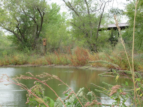 Small pond, greenish water surrounded by lush trees just beginning to change to a more faded green yellow. A bridge is slightly visible, so is a birdhouse. The edge of the pond is surrounded by prairie grasses of mixed colors, mostly yellows, oranges and reds as it contrasts and pops against the water. It's a cloudy day with peeks of sunlight. 