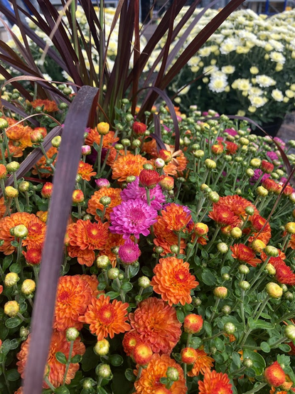 Large colorful collection of mums with dark purple grass. Mums are a mixture of vivid orange, pink, and pale white yellow in the background. 