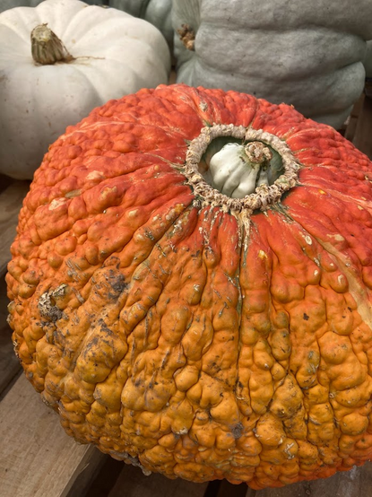 Intricately and naturally painted rare pumpkin shape. Round but with extensive texture, some crusty and silt remaining visible. Deep scars that appear like wrinkles. Front pumpkin is round with a range of color from deep orange on the top to a lighter shade of yellow on the bottom. In the background are two additional pumpkins. One is short, flat and white. The other is a soft dark green, tilted on it's side.
