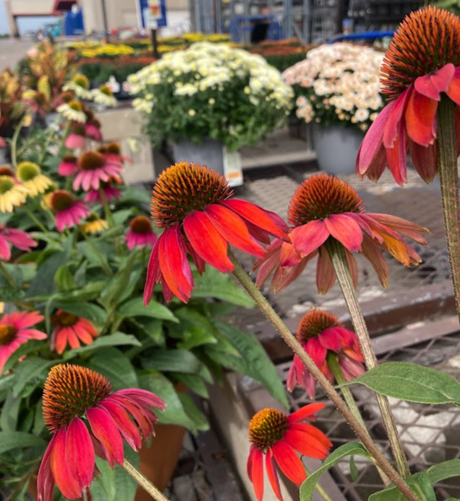 A collection of vivid flowers that I saw while walking around at a hardware store. Front are coneflowers, extraordinarily bright petals in pink and orange that just seem to pop. This photo was not altered. In the background are additional white mums and rows and rows of multiple color ranges. 