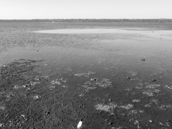 tinted photo, mostly in gray of a lake shore. I just wanted to show the texture as I feel it applies to today. The water is shallow and the various algae stands out. Way off in the distance are large white birds. The water on the lake itself is various ripples and calm. 