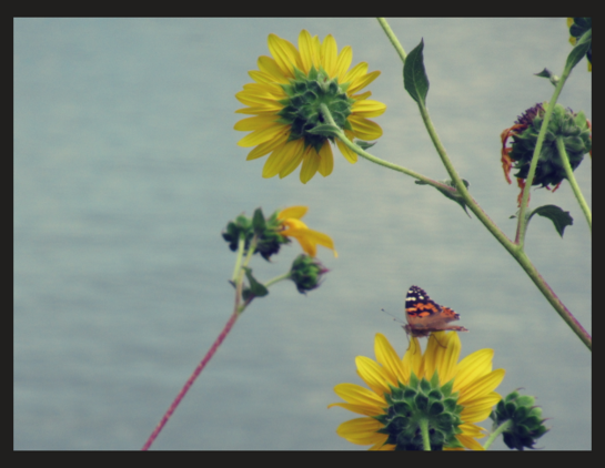 A butterfly perched on a sunflower petal. There is a blurry lake in the background with a small amount of ripples. The sunflowers are pointed away from the camera and towards the water. 