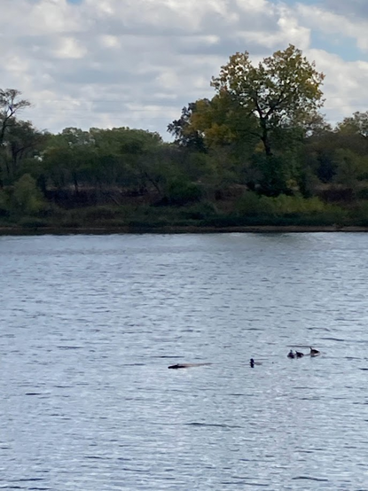 A group of turtles basking on a log in the middle of the pond. While windy, the temperature was quite warm and the sun finally came out after days of needed rain. 