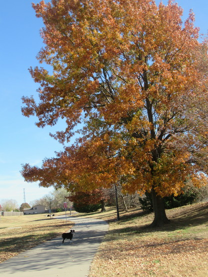 Pepper, a small Australian shepherd is standing on a concrete sidewalk and next to a large tree that is showing yellow, orange and red leaves. Most of the leaves are still on the tree. 
