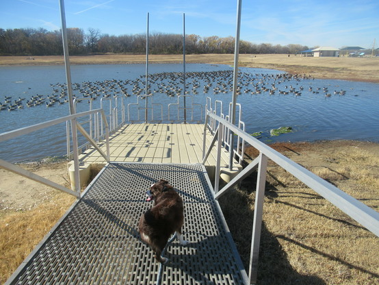 Pepper standing on a wire grate portion of the pond deck as we walked onto the dock to get a better view of the geese. The water is calm and the sky is clear. A large mass of geese is centered on the pond.