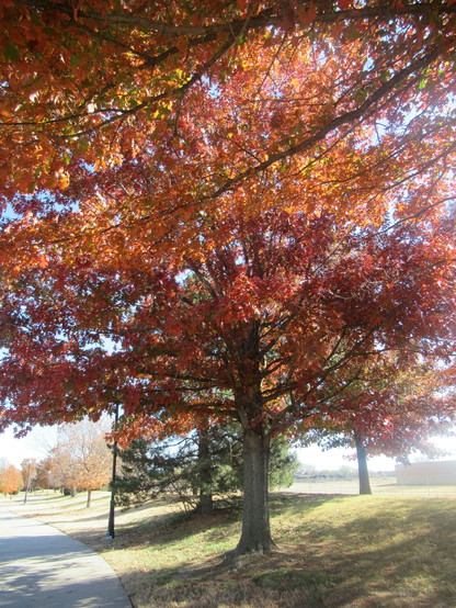 A tree lined sidewalk. The tree is heavily colored with red, orange and yellow leaves. It leads to a canopy effect feeling. 