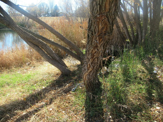 Pepper, a small Australian shepherd dog is standing behind a tree trying to climb into a drain ditch beside a small pond. There is a pond in the background surrounded by deep yellow orange grass weeds. Some of the grass is a mixture of green and yellow. Small amounts of leaves. 