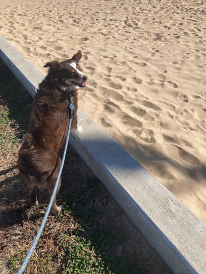 Pepper, my mini-Australian shepherd, is standing on the ledge of a sand volley ball court. He's looking back at me with his ears flapping in the wind. He appears to be very happy. 